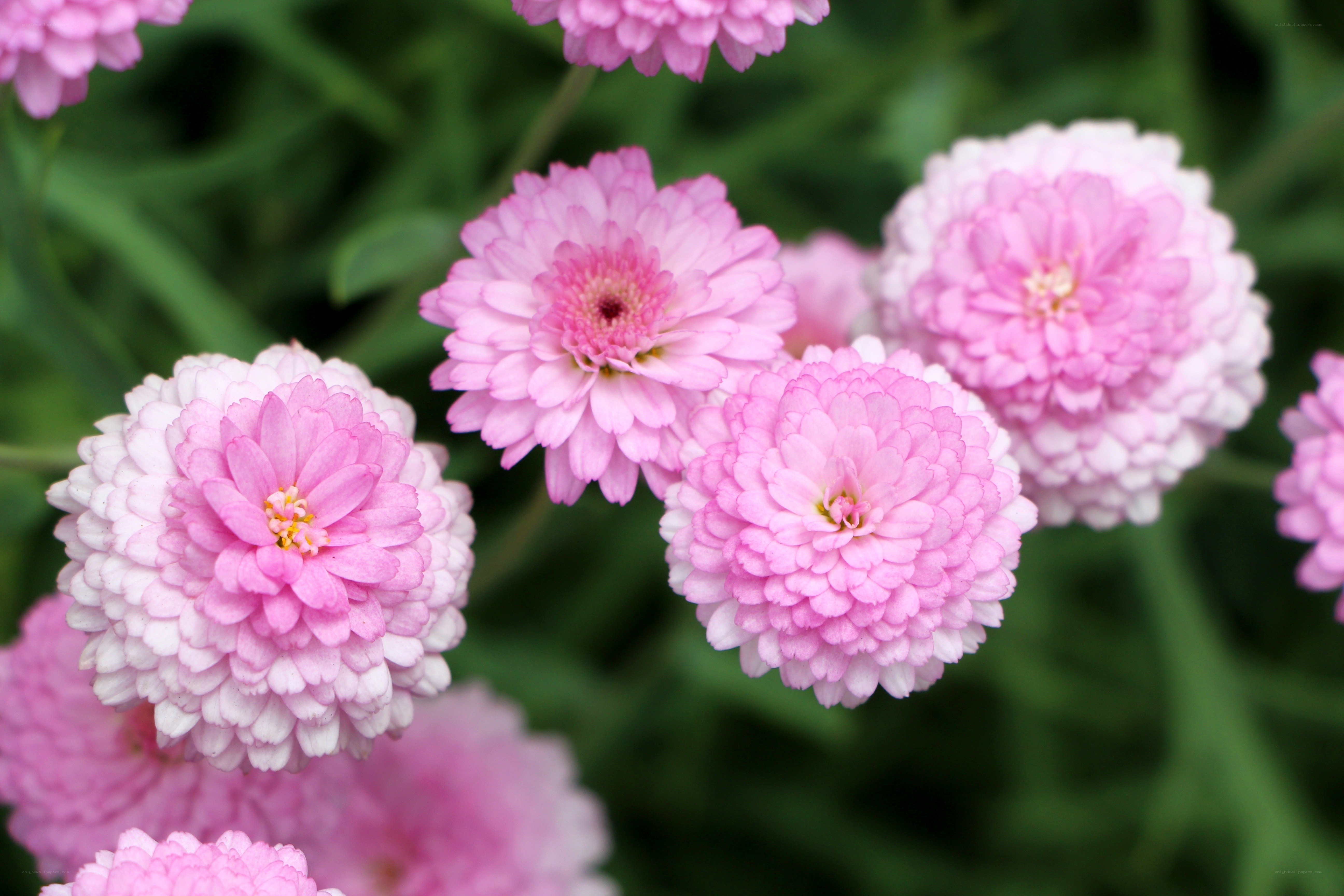 Pink Zinnia Flowers