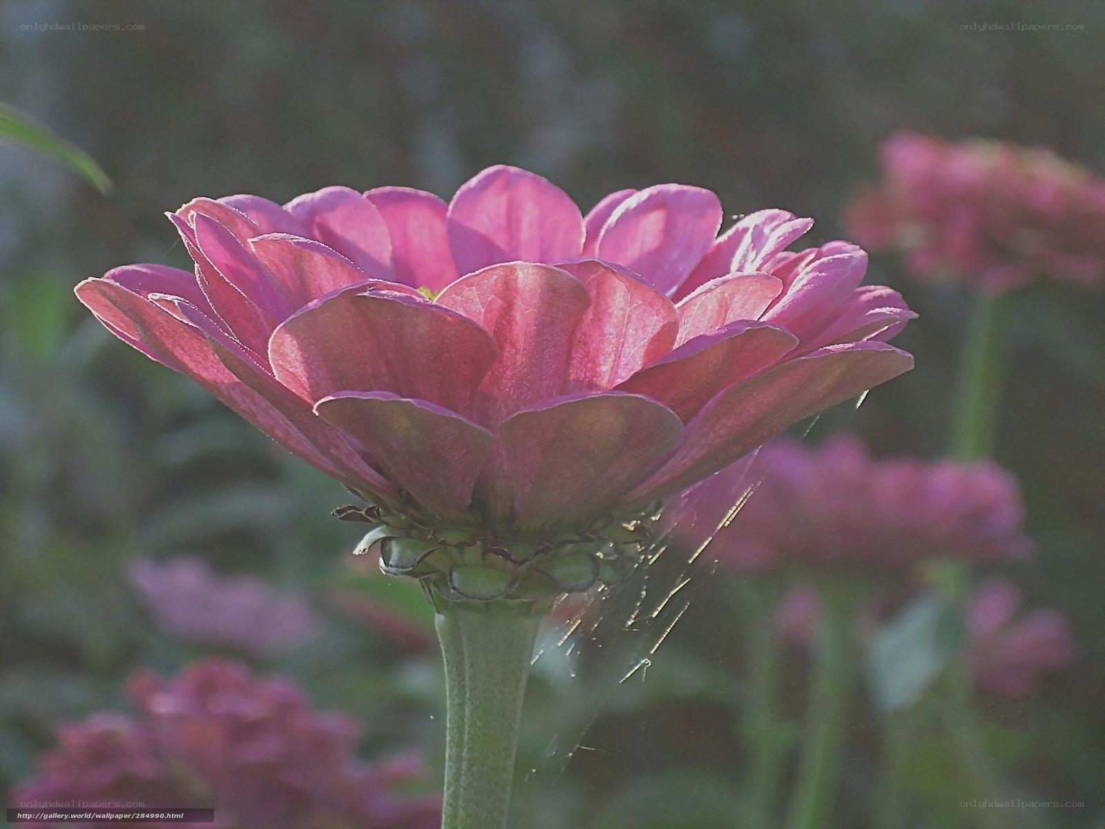 Pink zinnia in sunlight