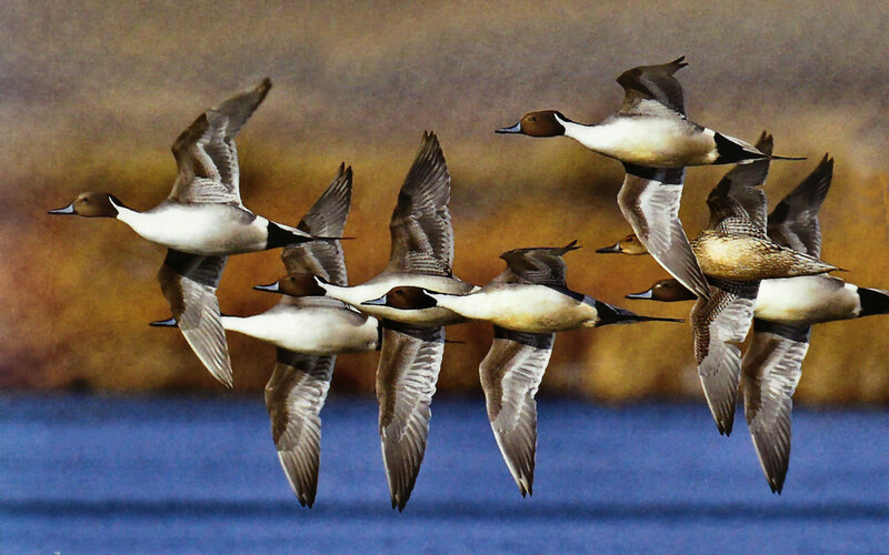 Pintail Ducks in Flight