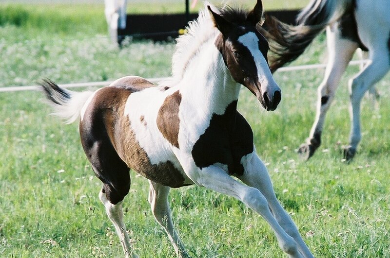 Pinto Foal Running — Brown