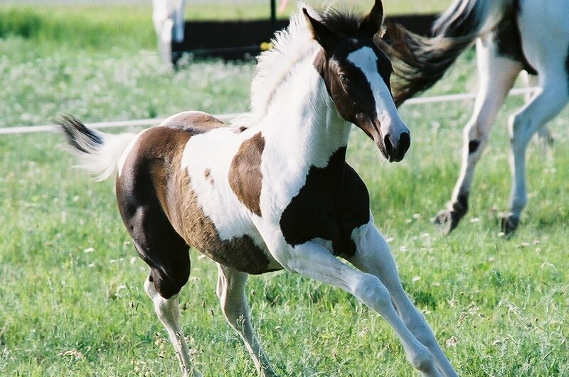 Pinto Foal Running