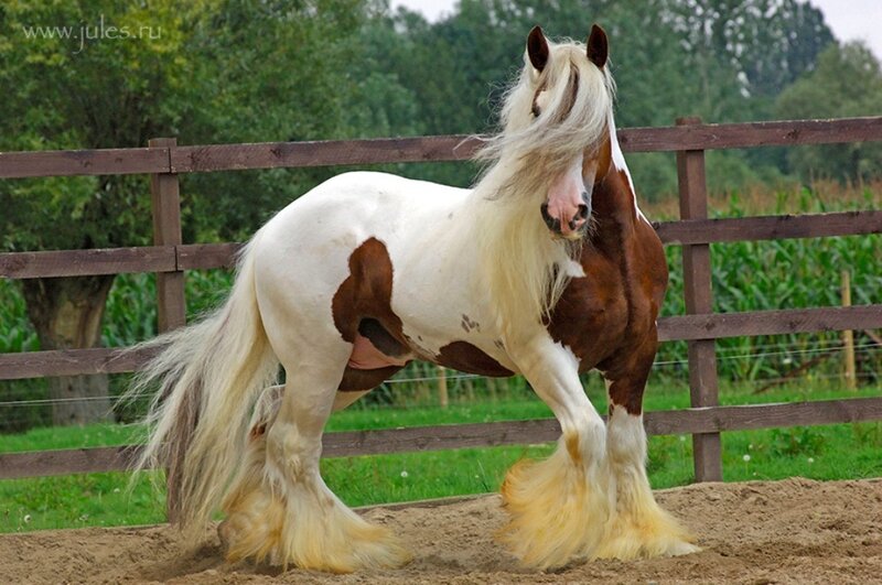 Pinto Gypsy Vanner Horse