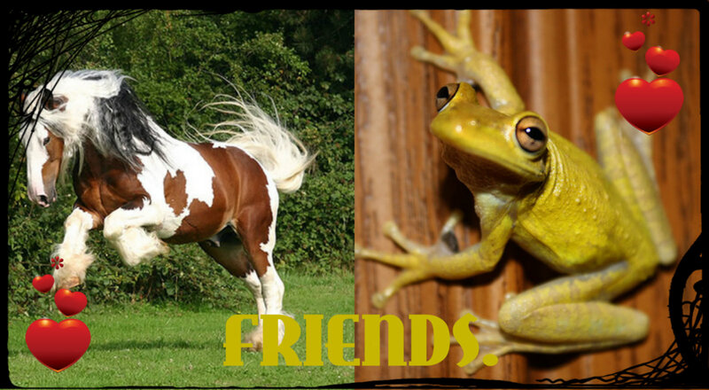 Pinto Horse and Frog