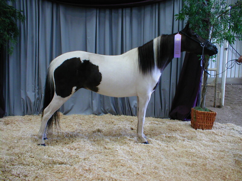 Pinto horse at a show