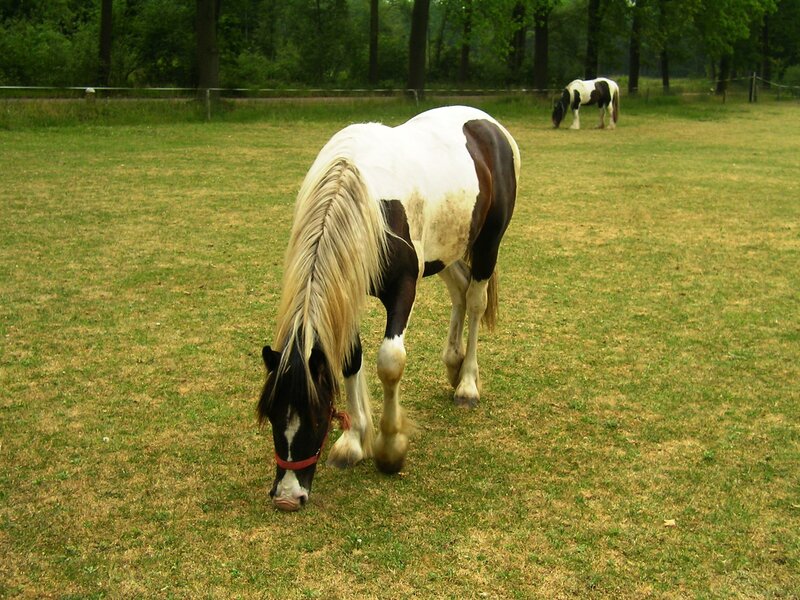 Pinto Horse Grazing — Green, Calm