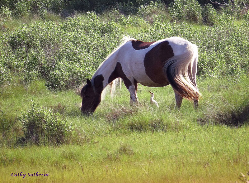 Pinto Horse Grazing — Green, Serene, Afternoon