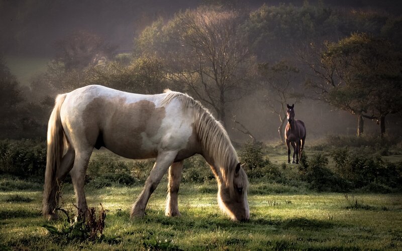 Pinto Horse Grazing — Green, Serene, Morning, Photograph