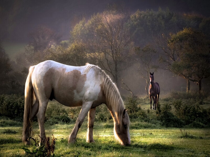 Pinto Horse Grazing — Green, Serene