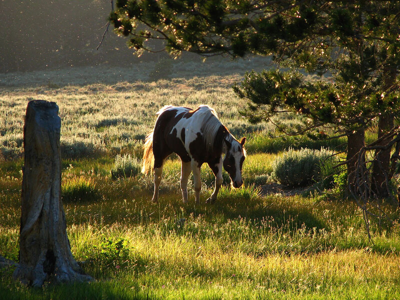 Pinto Horse Grazing — Green