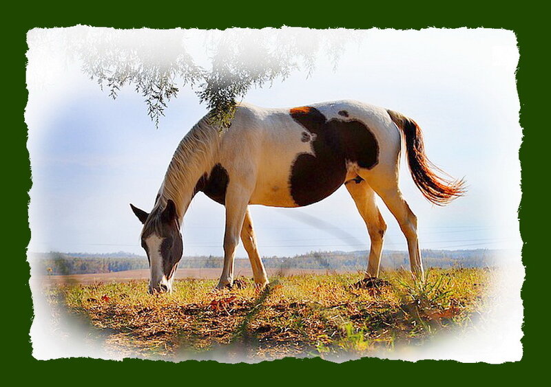 Pinto Horse Grazing