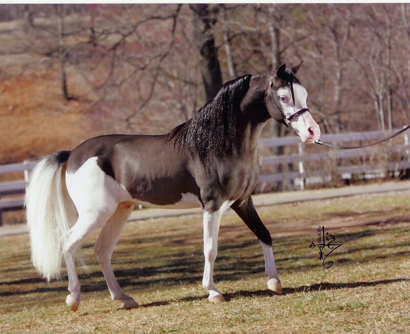 pinto horse in a field