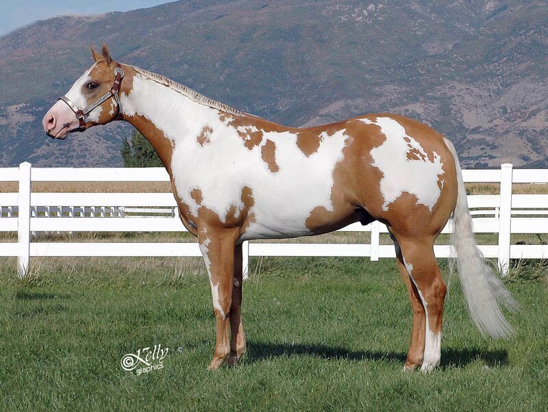 Pinto horse in a field