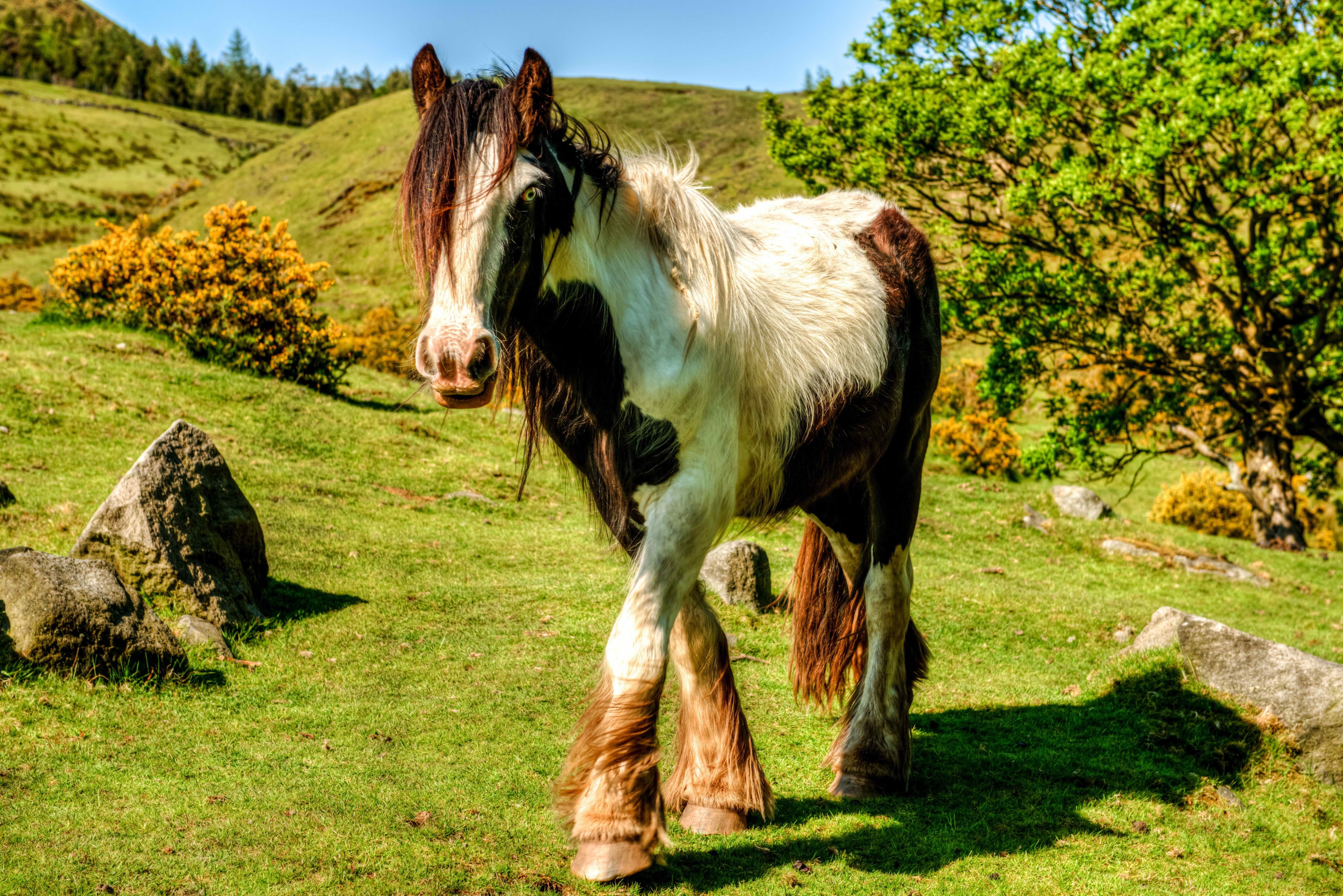 Pinto horse in a green field