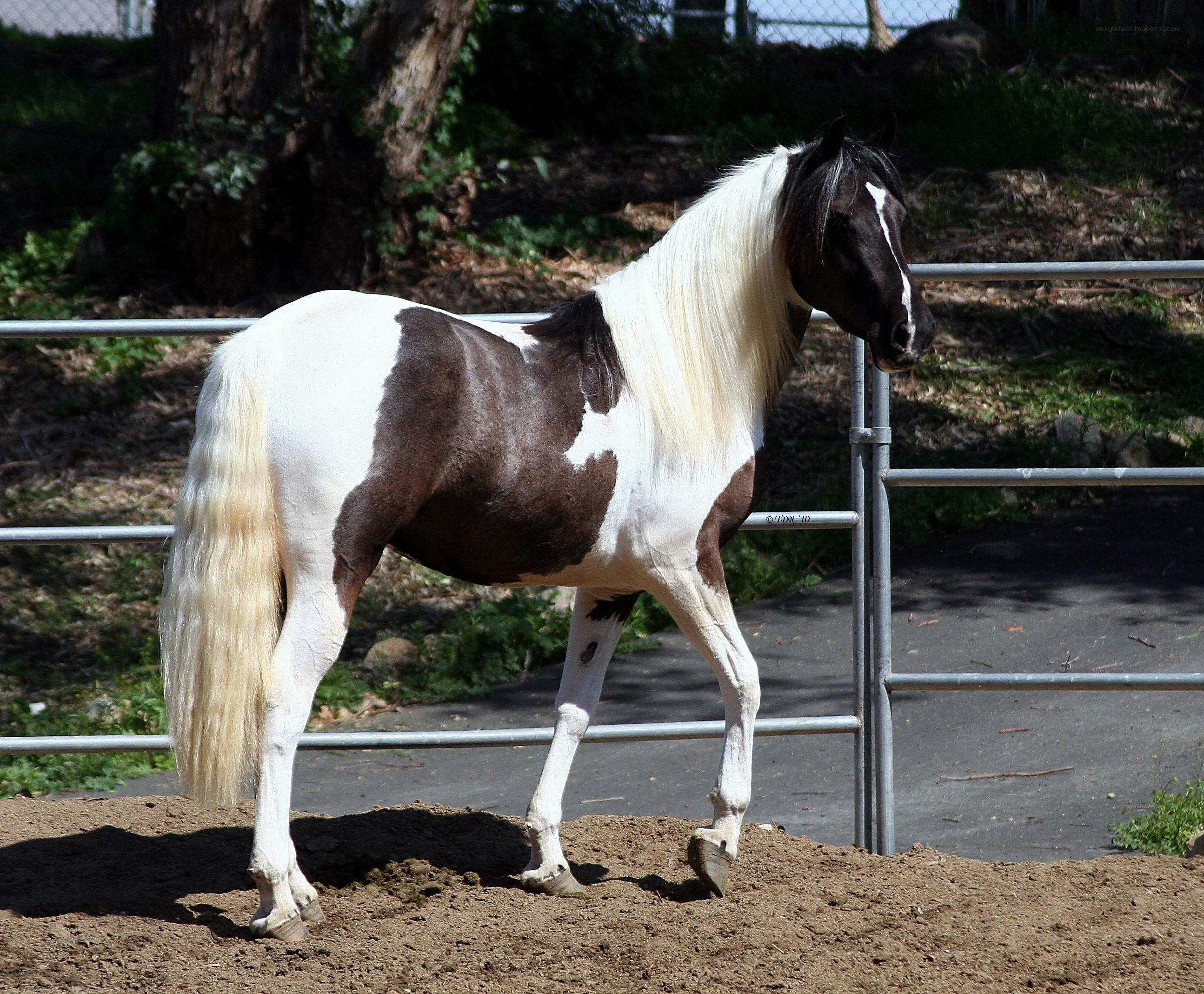 Pinto horse in a paddock