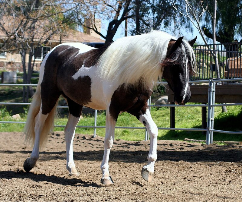 Pinto horse in a paddock