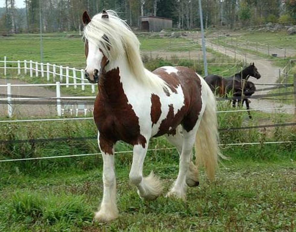 Pinto horse in a paddock