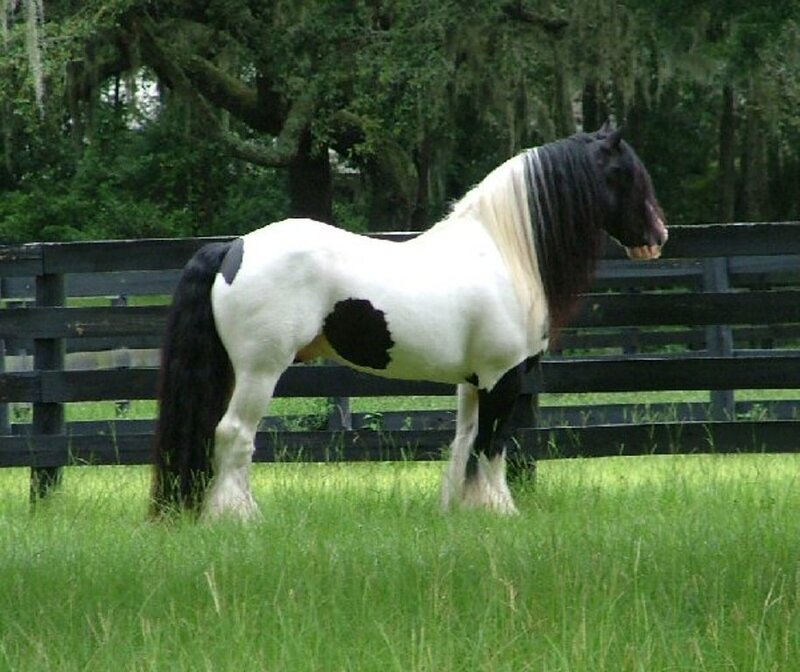 pinto horse in a pasture