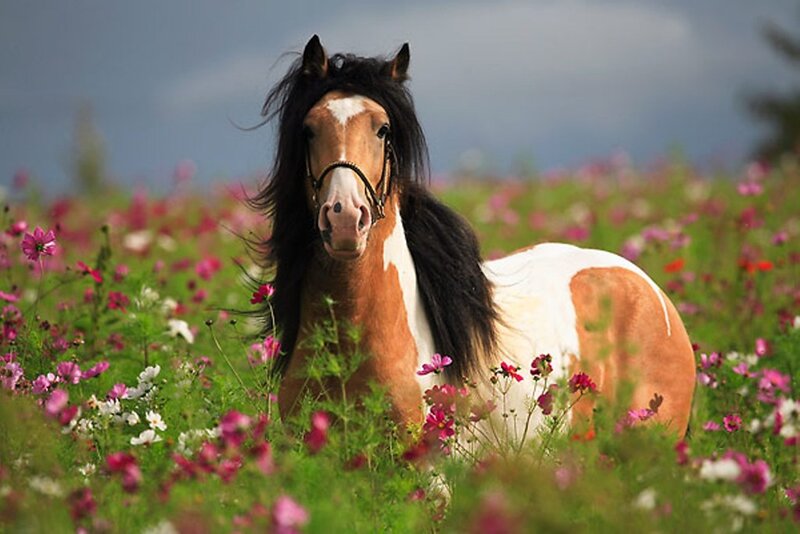 Pinto Horse in Field — Brown