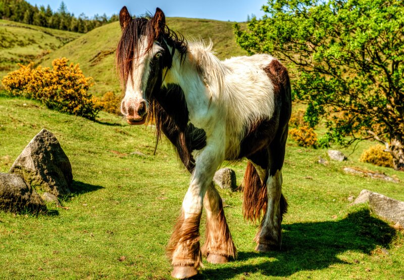 Pinto Horse in Field — Green, Serene, Afternoon, Photograph