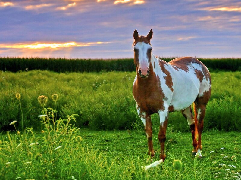 Pinto Horse in Field — Green, Serene, Sunset