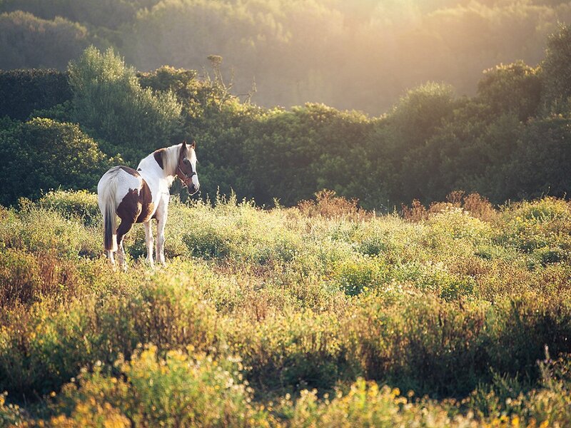 Pinto Horse in Field — Green, Serene