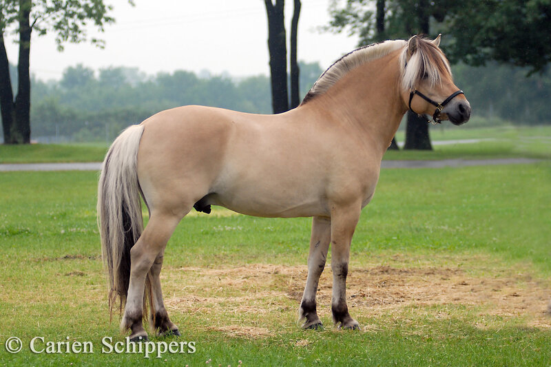 Pinto Horse in Field — Tan