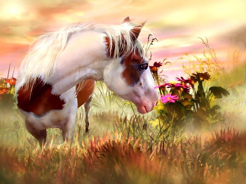 Pinto Horse in Field
