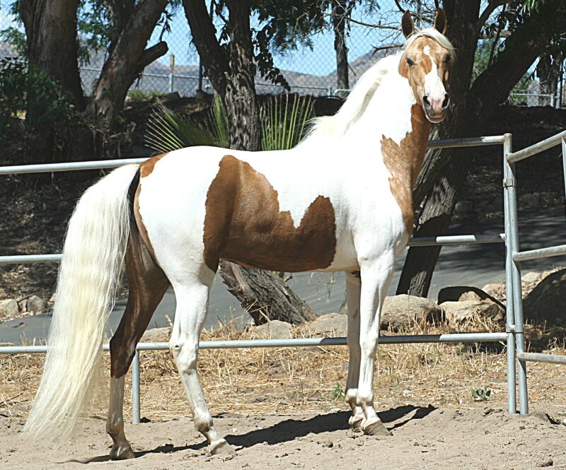 pinto horse in paddock