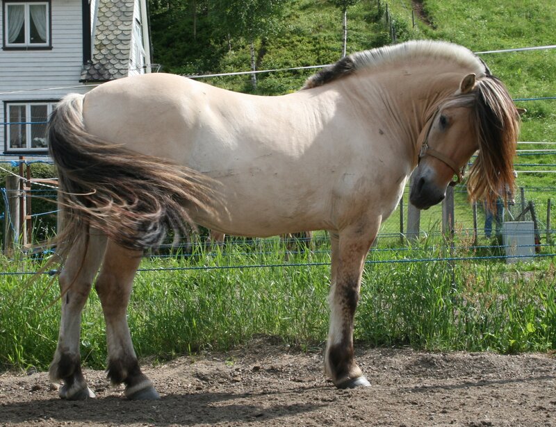 Pinto Horse in Pasture