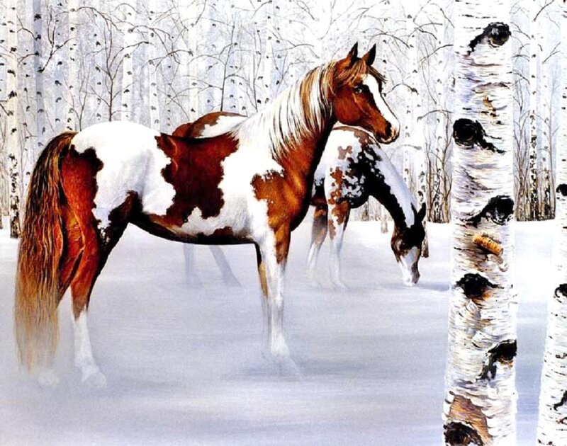 Pinto Horse in Snow