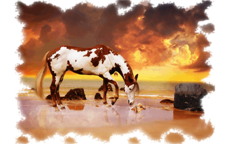 Pinto Horse on Beach
