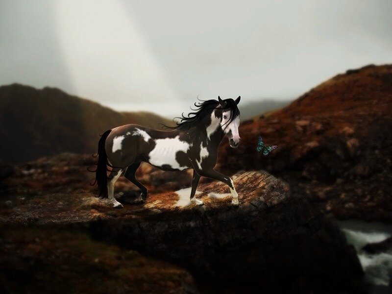 Pinto Horse on Cliff