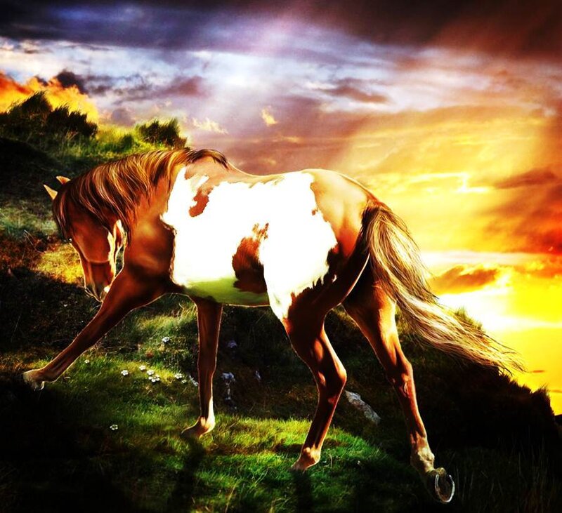 Pinto Horse on Hillside