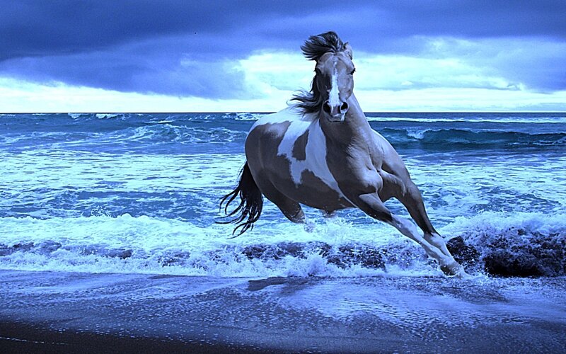 Pinto Horse Running — Blue, Dramatic, Night