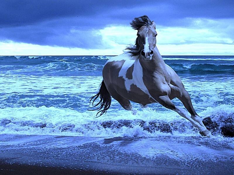 Pinto Horse Running — Blue, Dramatic
