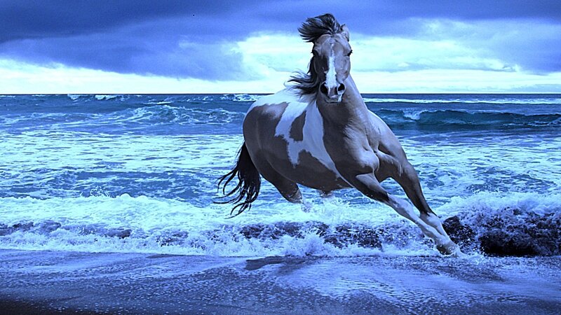 Pinto Horse Running — Blue