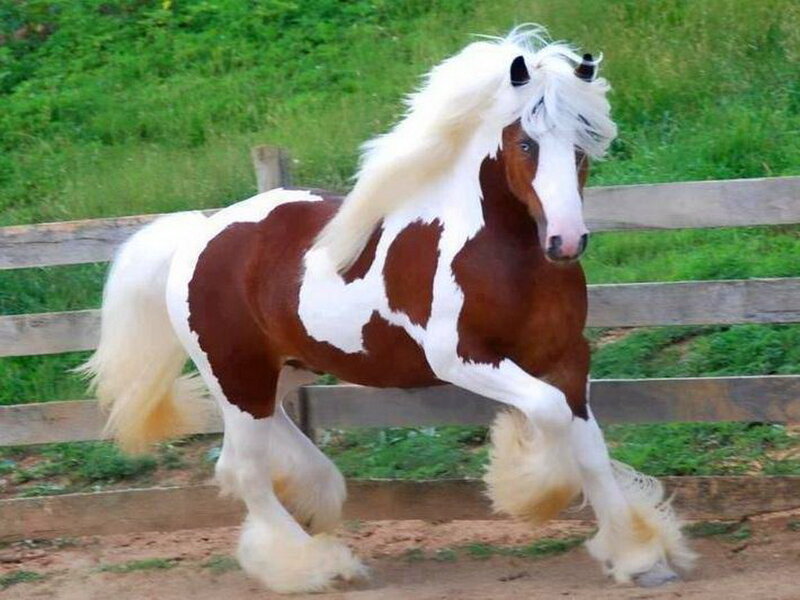Pinto Horse Running — Brown, Active, Afternoon