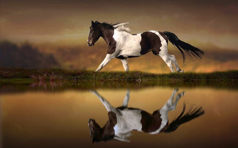 Pinto Horse Running — Brown, Dramatic, Sunset, Photograph, Grass