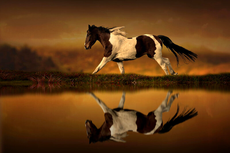 Pinto Horse Running — Brown, Dramatic, Sunset, Photograph
