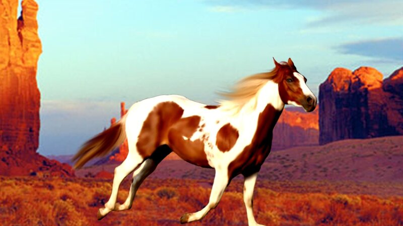 Pinto Horse Running — Brown, Dramatic