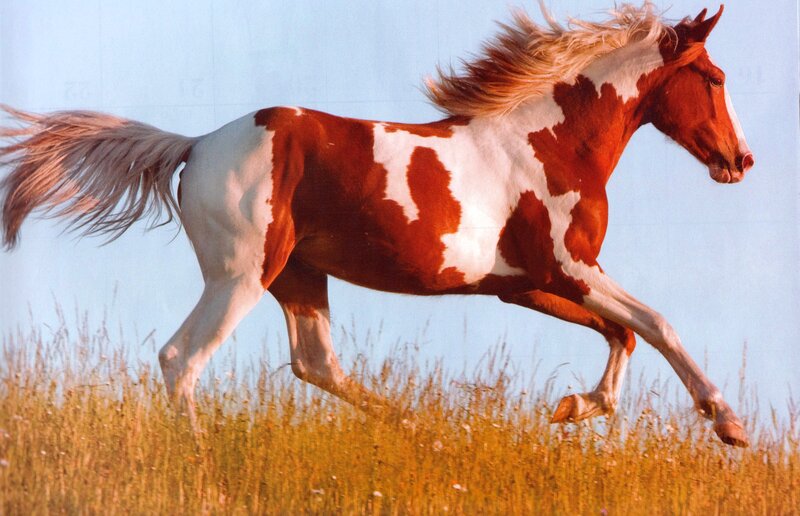 Pinto Horse Running — Brown, Dynamic, Afternoon