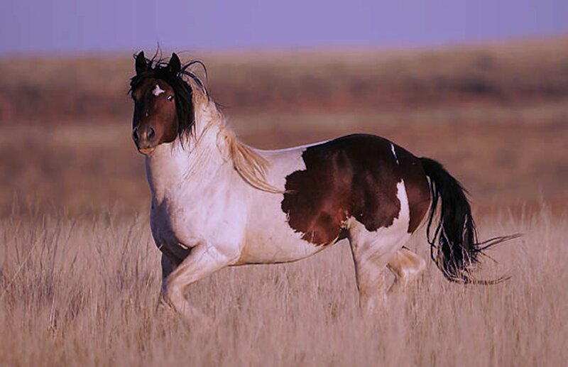 Pinto Horse Running — Brown, Dynamic