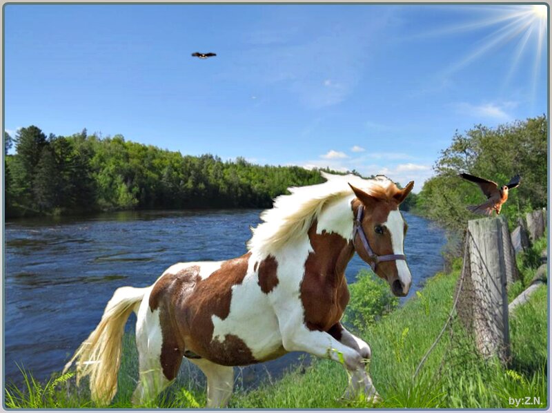 Pinto Horse Running — Brown, Serene