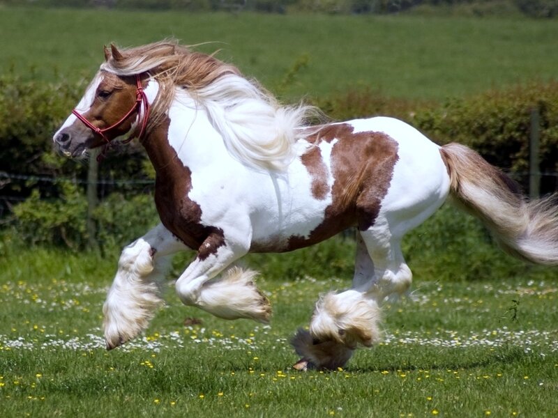 Pinto Horse Running — Green, Active, Afternoon, Photograph