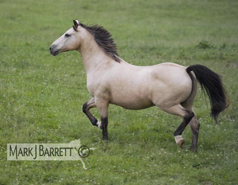 Pinto Horse Running — Green, Active