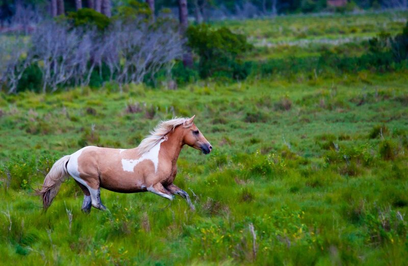 Pinto Horse Running — Green, Dynamic, Afternoon