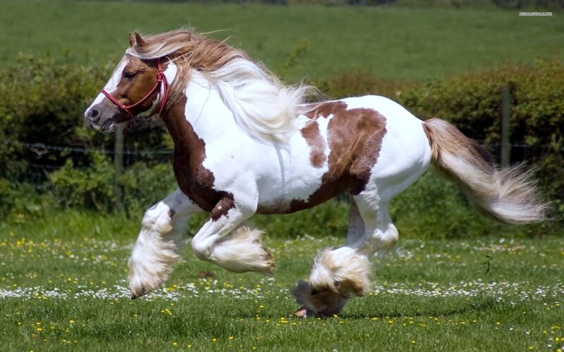 Pinto Horse Running — Green, Dynamic