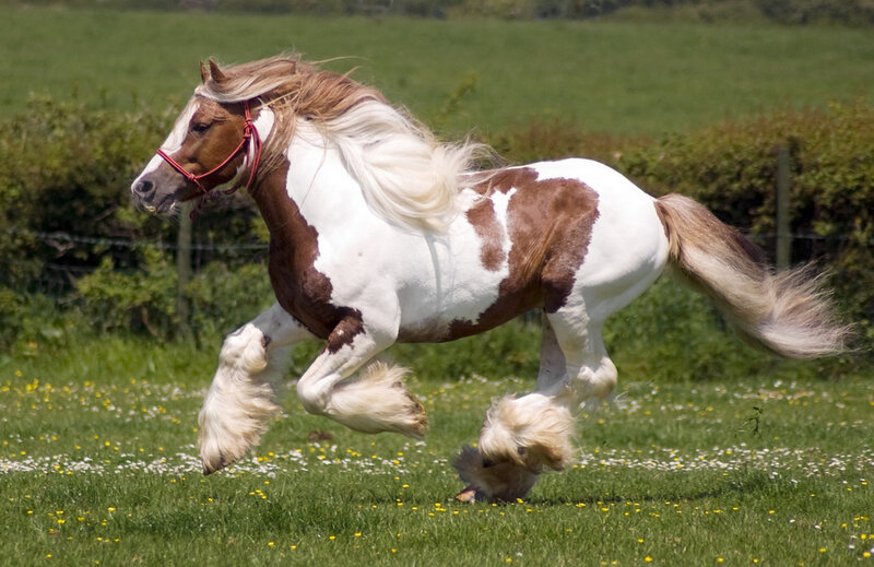 Pinto Horse Running — Green
