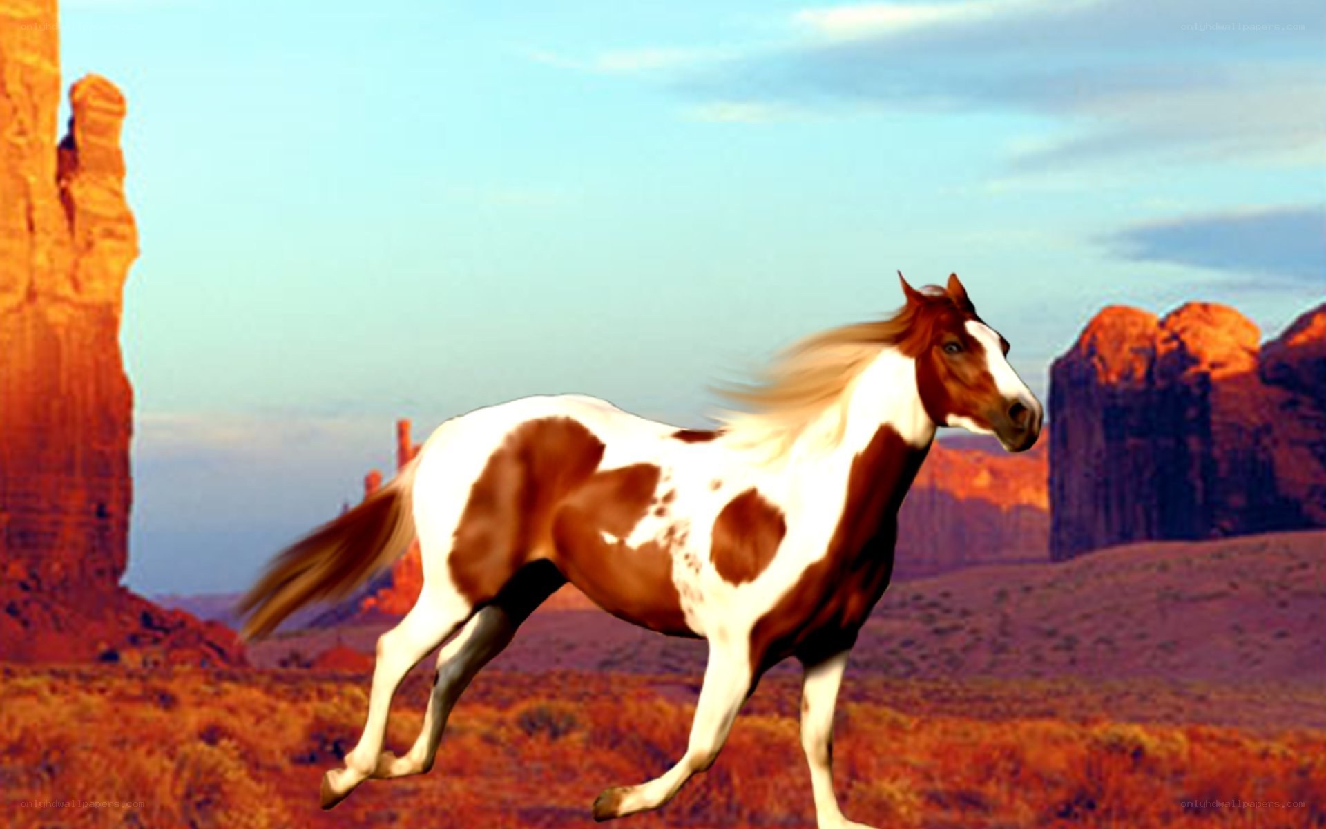 Pinto horse running in desert