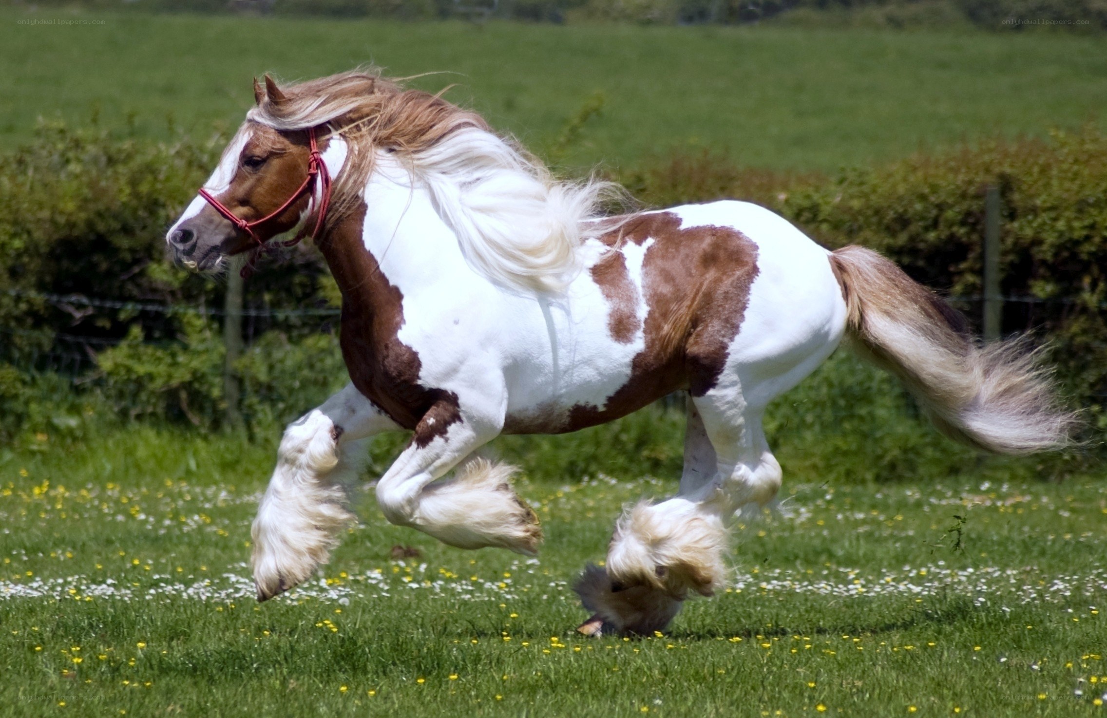 Pinto horse running in field